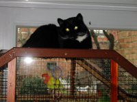 Filou (Dec 2003)-01